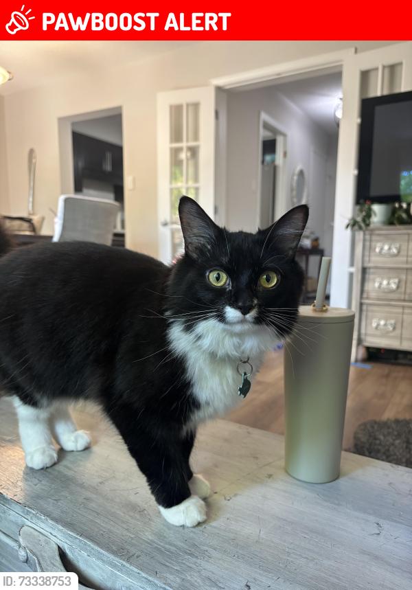 Lost Male Cat last seen Erin Mills and Burnhamthorpe, Mississauga, ON L5L 3T9