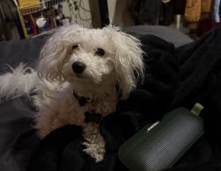 Lost Male Dog last seen Jack Benny Middle School, Waukegan, IL 60085