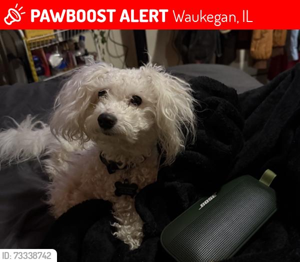 Lost Male Dog last seen Jack Benny Middle School, Waukegan, IL 60085
