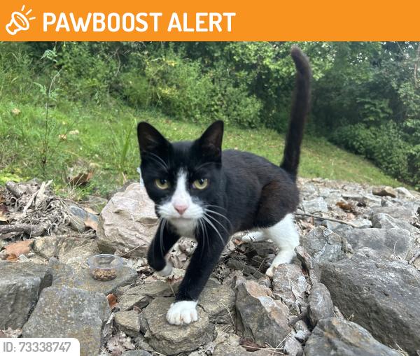 Found/Stray Female Cat last seen Near Woodland Mound Park, Anderson Township, OH 45255