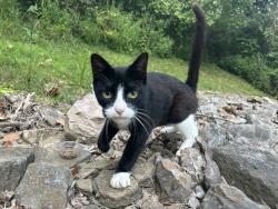 Found/Stray Female Cat last seen Near Woodland Mound Park, Anderson Township, OH 45255