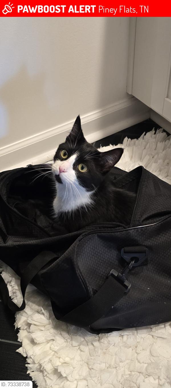 Lost Female Cat last seen The cliffs neighborhood. Off rangewood. Near winged deer park. Piney flts., Piney Flats, TN 37686