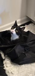 Lost Female Cat last seen The cliffs neighborhood. Off rangewood. Near winged deer park. Piney flts., Piney Flats, TN 37686