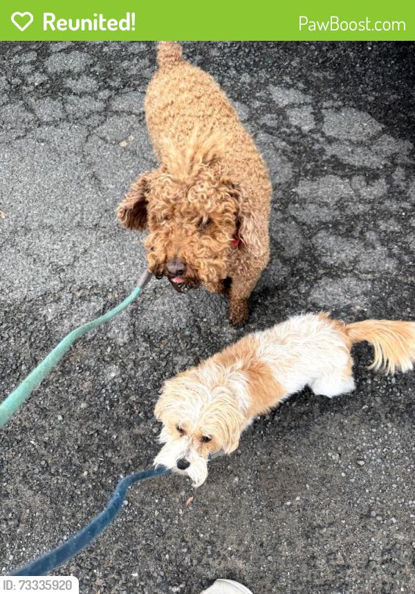 Reunited Male Dog last seen Helderberg Ave and Hollywood Ave, Albany, ny, Albany, NY 12208