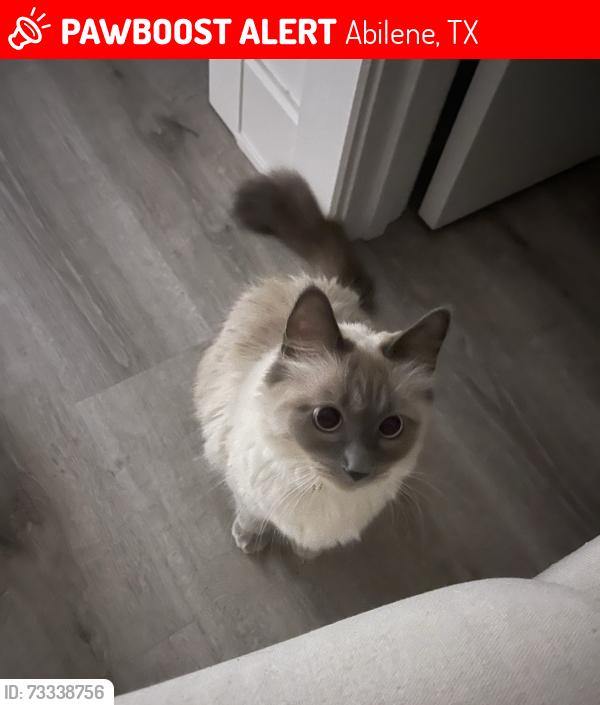 Lost Female Cat last seen Kirby Lake, Forrest Meadows Subdivision, Abilene, TX 79602