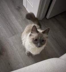 Lost Female Cat last seen Kirby Lake, Forrest Meadows Subdivision, Abilene, TX 79602