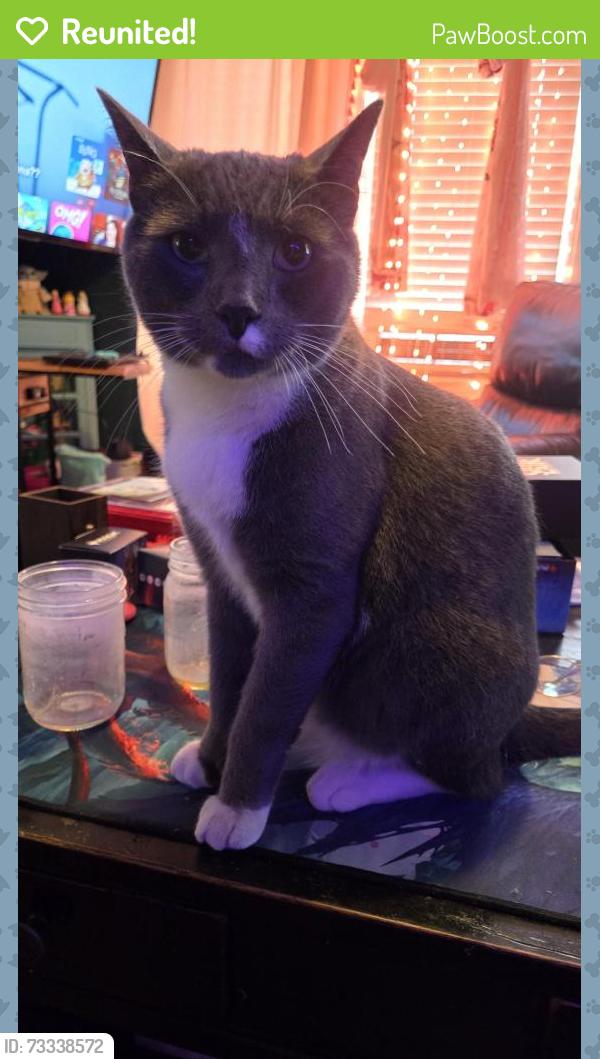 Reunited Male Cat last seen Alpine & Sterling, Worcester, MA 01610