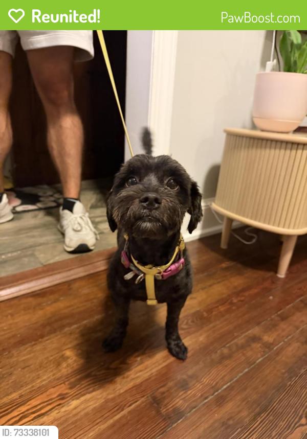 Reunited Male Dog last seen 15th St NE, Washington, DC 20002