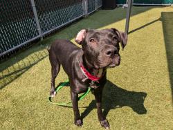 Shelter Stray Female Dog last seen Near W 24th Street, NEW YORK, NY, 10011, 326 E 110th St, New York, NY 10029, USA
