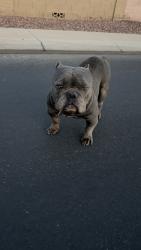 Found/Stray Male Dog last seen Bishop drive & Chambers drive, Maricopa, AZ 85138