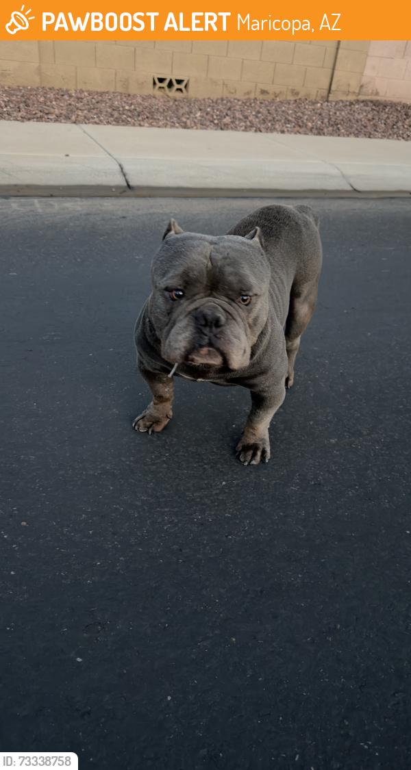 Found/Stray Male Dog last seen Bishop drive & Chambers drive, Maricopa, AZ 85138