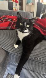 Reunited Male Cat last seen Off of Atwood Ave, near Saint Rocco’s, Johnston, RI 02919