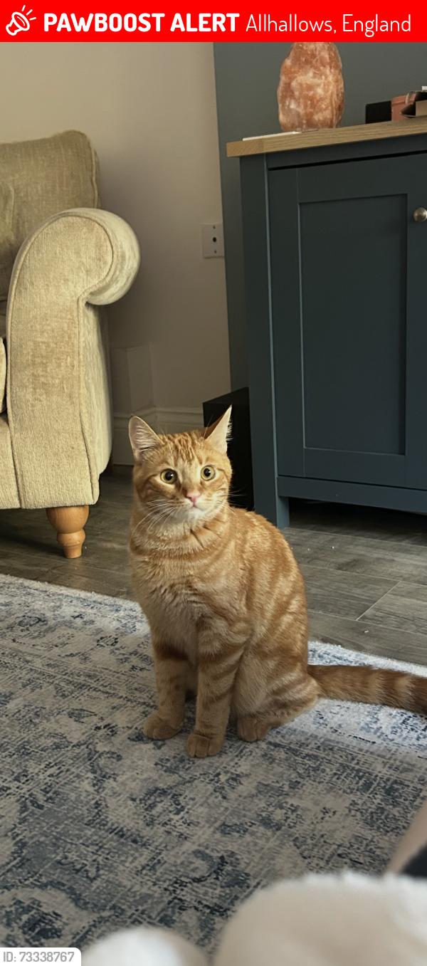 Lost Male Cat last seen Shelduck close, st Davids Road, Allhallows, England 