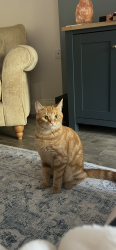 Lost Male Cat last seen Shelduck close, st Davids Road, Allhallows, England 