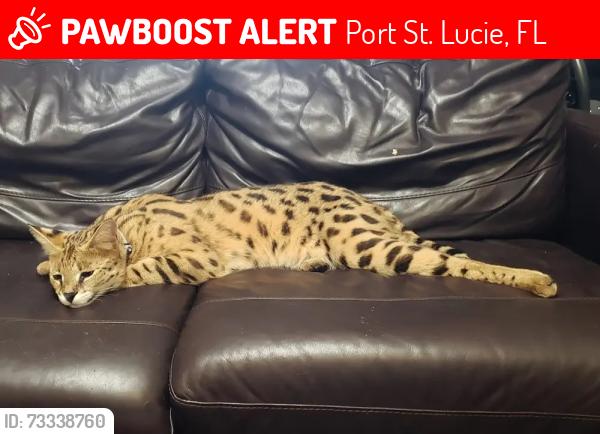 Lost Male Cat last seen SW Jaslo Ave x Jarmer, Port St. Lucie, FL 34953