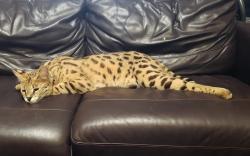 Lost Male Cat last seen SW Jaslo Ave x Jarmer, Port St. Lucie, FL 34953