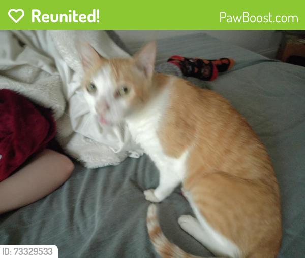 Reunited Male Cat last seen N New Braunfels, San Antonio, TX 78209