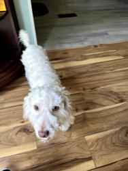 Found/Stray Unknown Dog last seen Highway 17 near Hickman Rd Between Crow Creek and before you get to the new Walmart, Calabash, NC 28467