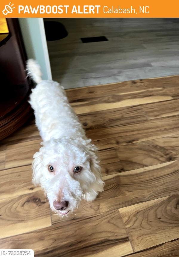 Found/Stray Unknown Dog last seen Highway 17 near Hickman Rd Between Crow Creek and before you get to the new Walmart, Calabash, NC 28467
