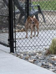 Found/Stray Female Dog last seen Rubicon apmts, Lodi, CA 95240