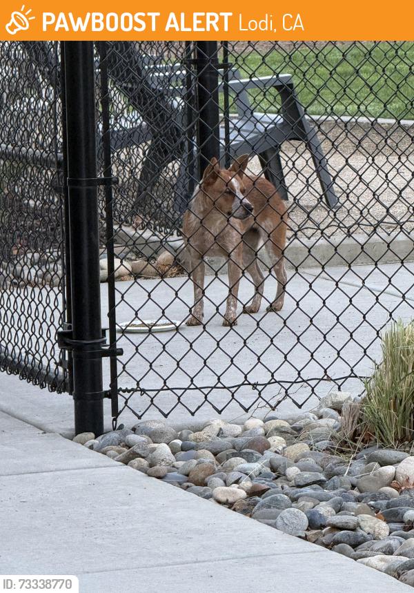 Found/Stray Female Dog last seen Rubicon apmts, Lodi, CA 95240