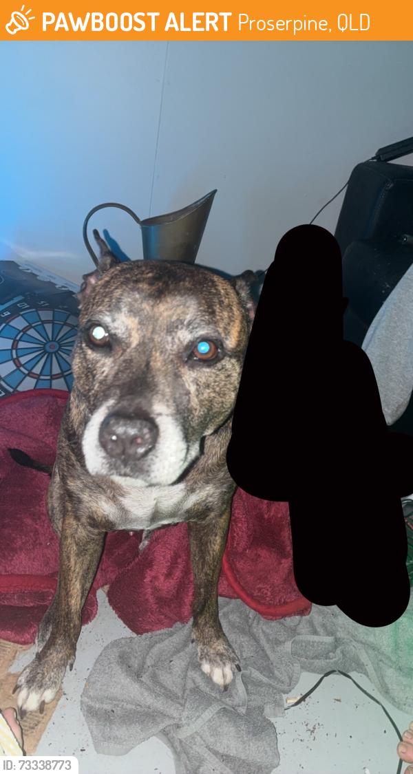Found/Stray Male Dog last seen Near Faust street, Proserpine, QLD 4800