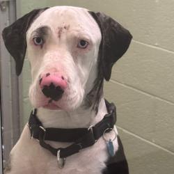 Shelter Stray Female Dog last seen , 3200 N Military Trl, West Palm Beach, FL 33409, USA