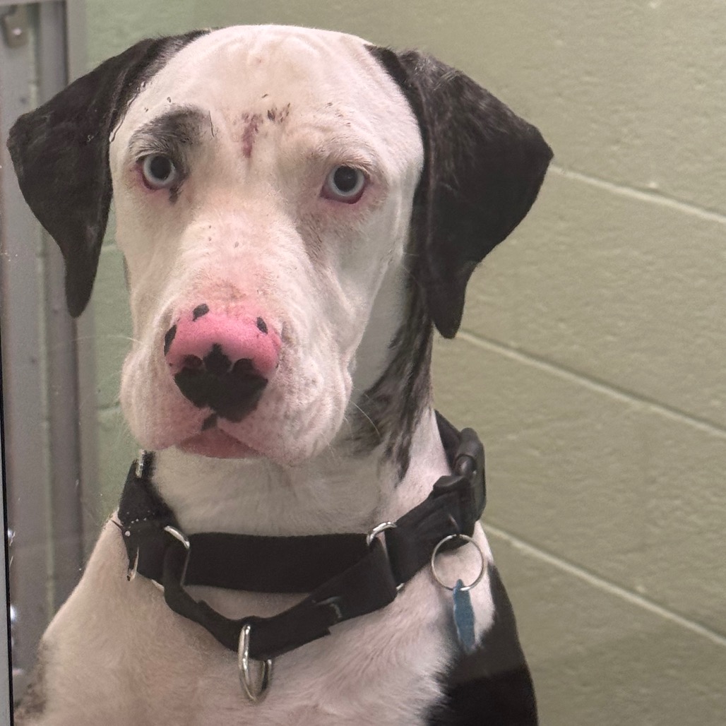 Shelter Stray Female Dog last seen , 3200 N Military Trl, West Palm Beach, FL 33409, USA