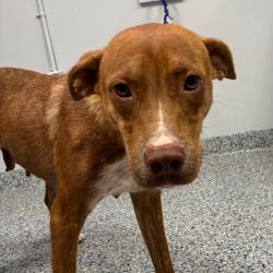 Shelter Stray Female Dog last seen , 328 Furman Hall Rd, Greenville, SC 29609, USA