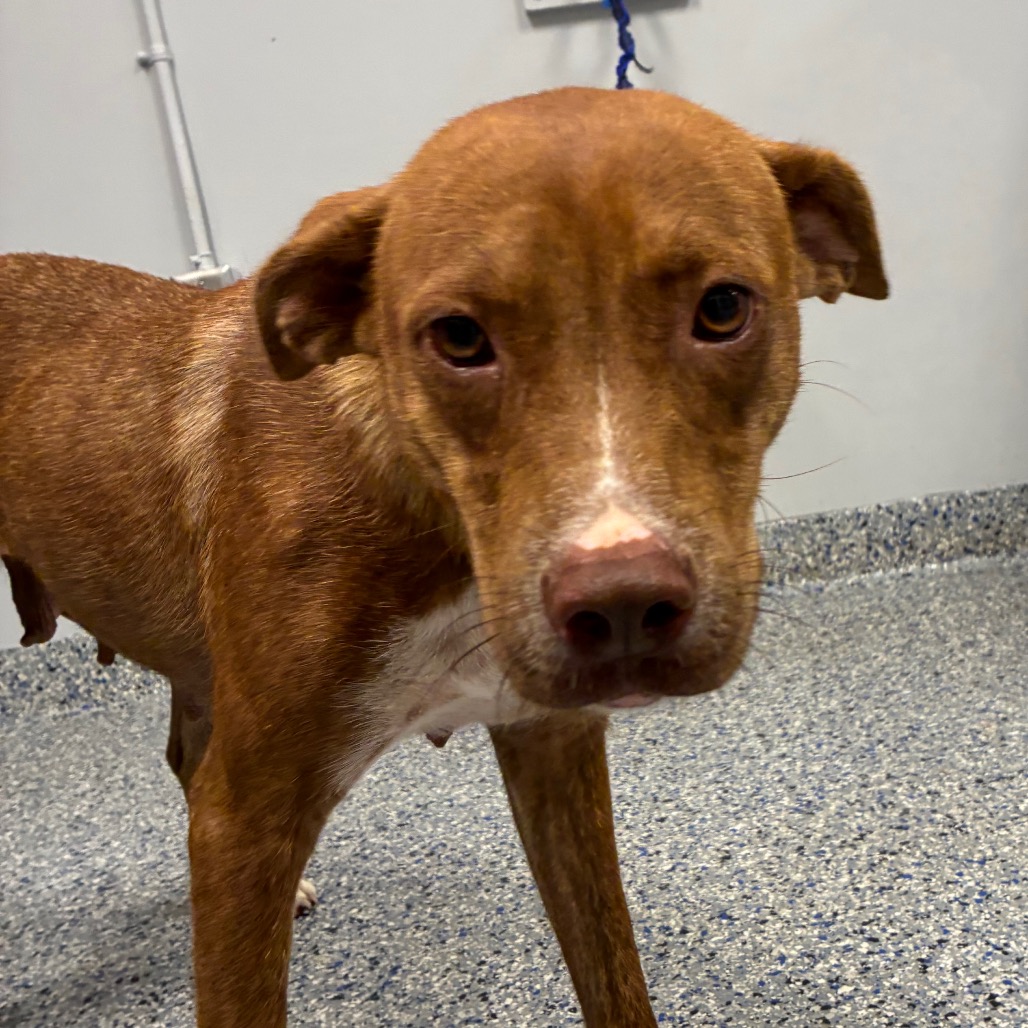 Shelter Stray Female Dog last seen , 328 Furman Hall Rd, Greenville, SC 29609, USA