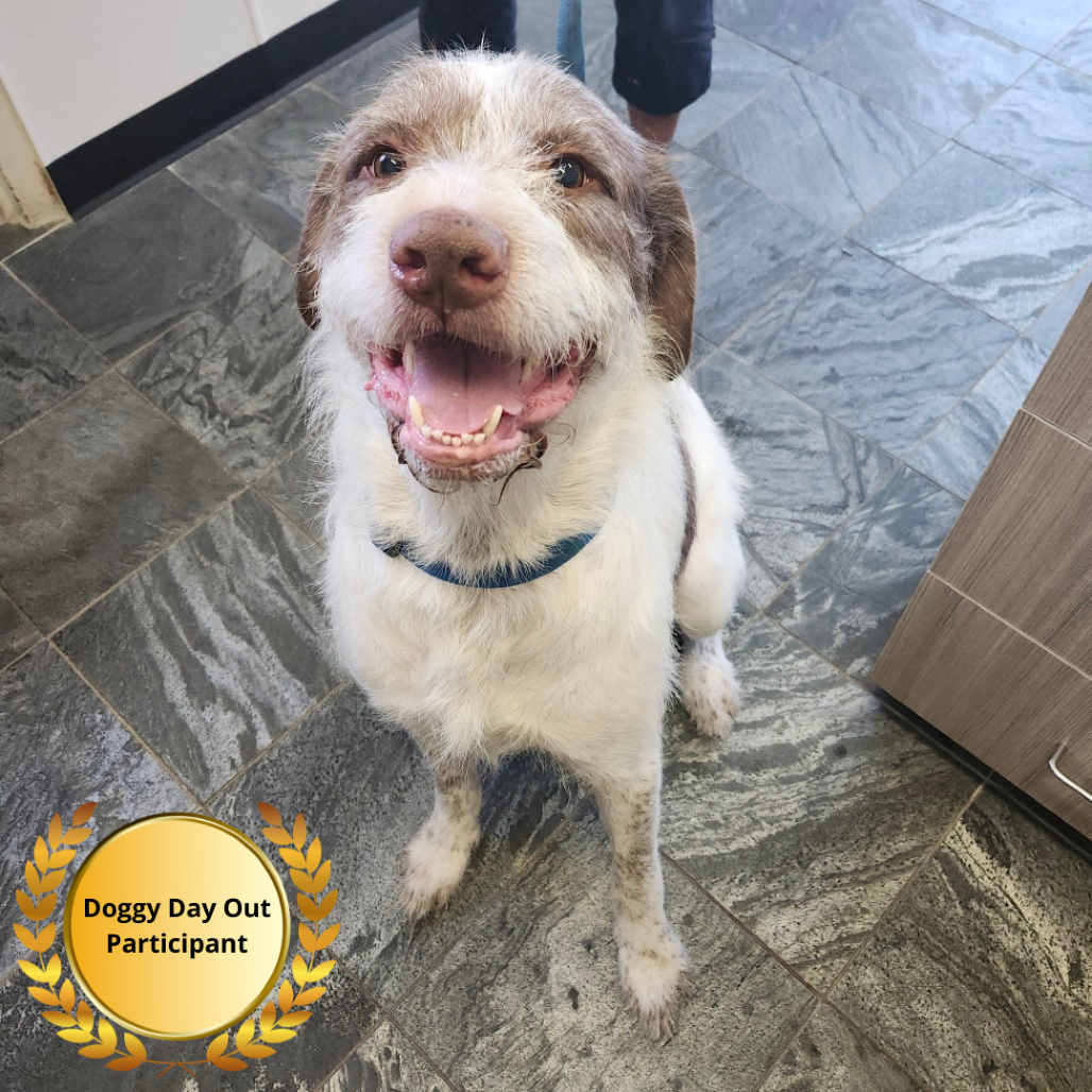 Shelter Stray Male Dog last seen , 3607 N Armenia Ave, Tampa, FL 33607, USA