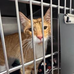 Shelter Stray Male Cat last seen , 21800 Central Ave, Matteson, IL 60443, USA