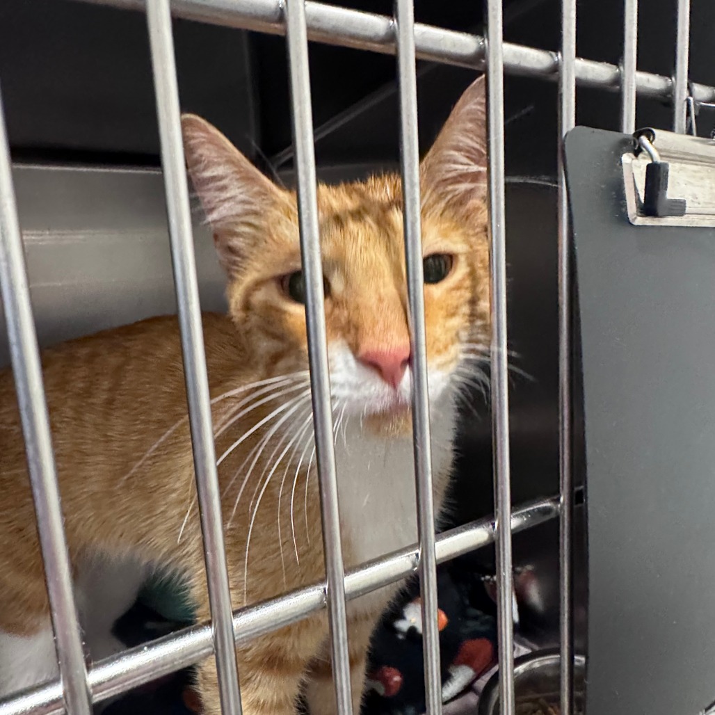 Shelter Stray Male Cat last seen , 21800 Central Ave, Matteson, IL 60443, USA