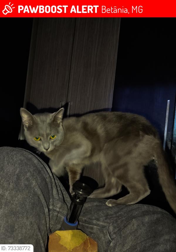 Lost Male Cat last seen Na região do conjunto Betânia, Betânia, MG 
