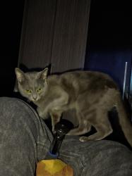 Lost Male Cat last seen Na região do conjunto Betânia, Betânia, MG 