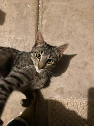 Lost Male Cat last seen Calle Allegre, Calle De Caballos, Calle De Camelia (west of Taco Bell), Pueblo West, CO 81007