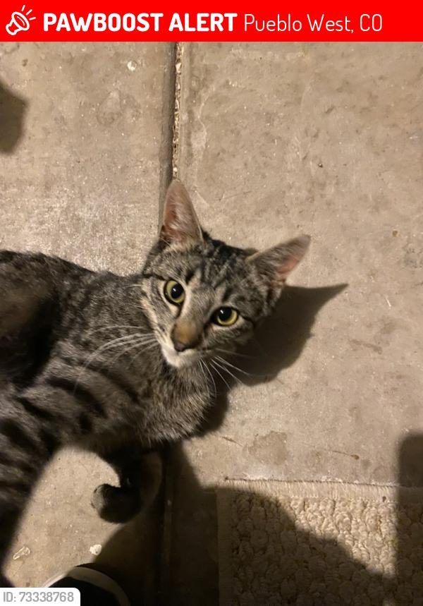 Lost Male Cat last seen Calle Allegre, Calle De Caballos, Calle De Camelia (west of Taco Bell), Pueblo West, CO 81007