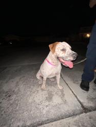 Found/Stray Female Dog last seen Near Wawa on 184th st, Miami, FL 33157