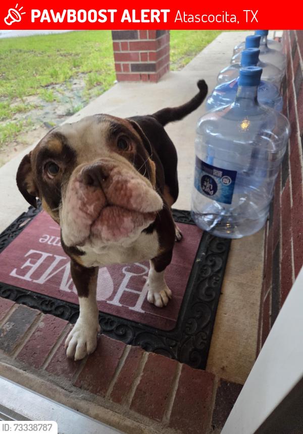 Lost Male Dog last seen Seco Creek Ln, Laurel Place Subdivision, Atascocita, TX 77396