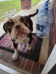 Lost Male Dog last seen Seco Creek Ln, Laurel Place Subdivision, Atascocita, TX 77396