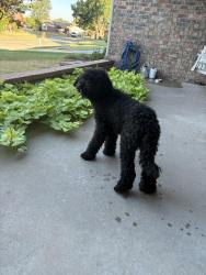 Found/Stray Male Dog last seen Mackel & Price, Green Valley ests, Oklahoma City, OK 73170