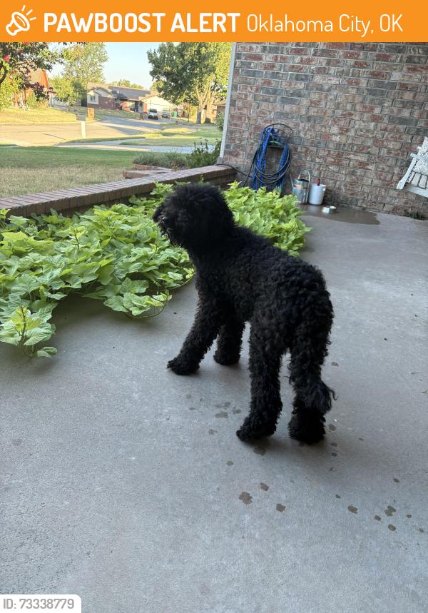 Found/Stray Male Dog last seen Mackel & Price, Green Valley ests, Oklahoma City, OK 73170