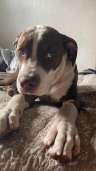 Found/Stray Male Dog last seen 13th Ave. and 153rd St., North Miami Beach, FL 33162