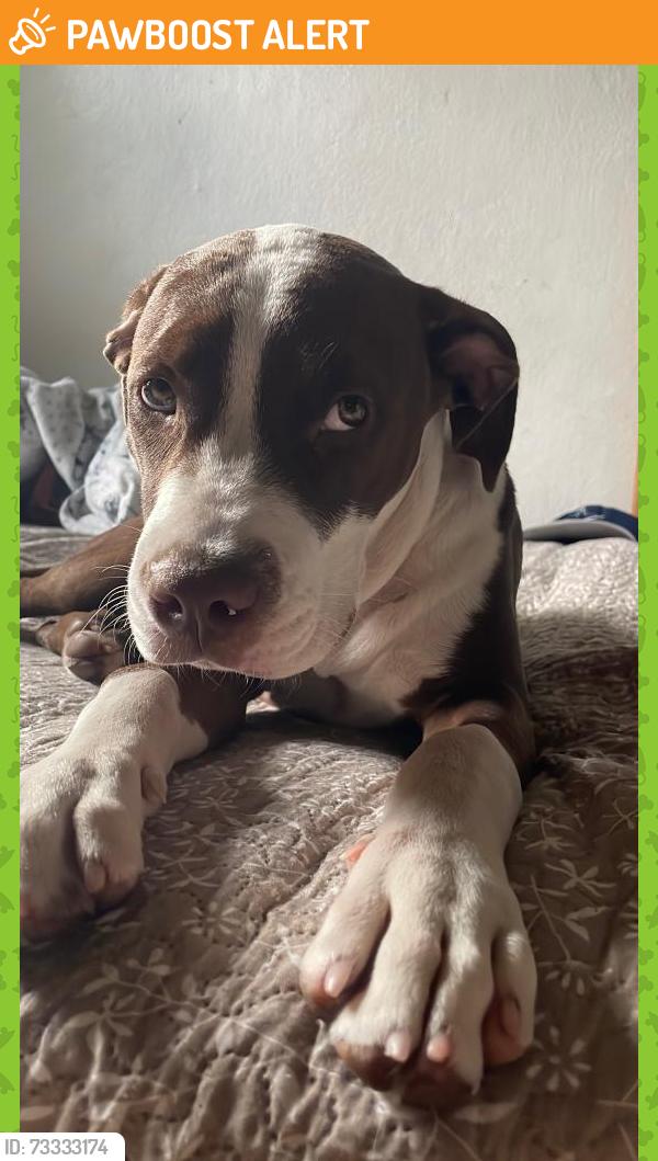 Found/Stray Male Dog last seen 13th Ave. and 153rd St., North Miami Beach, FL 33162
