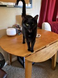 Lost Female Cat last seen Golf links and kolb, Tucson, AZ 85730