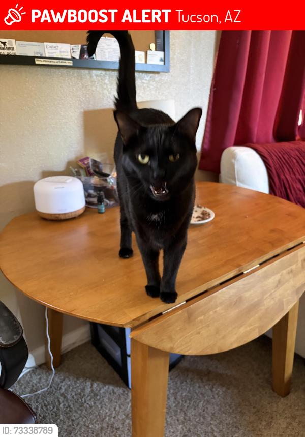 Lost Female Cat last seen Golf links and kolb, Tucson, AZ 85730