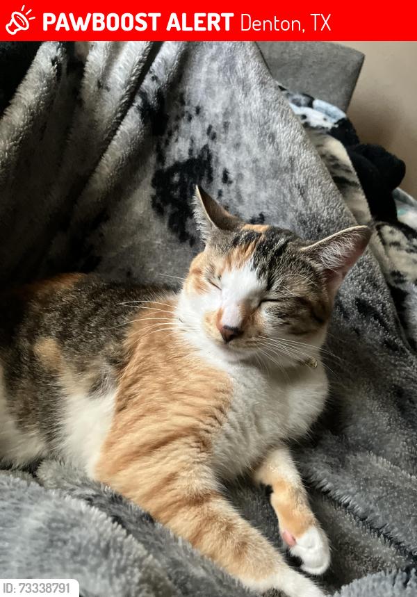 Lost Female Cat last seen By the park off of oak, Denton, TX 76201