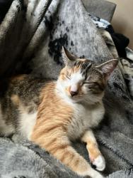 Lost Female Cat last seen By the park off of oak, Denton, TX 76201