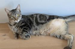 Reunited Male Cat last seen Fortune and East Ave NE, Atlanta, GA 30312
