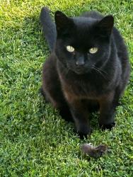Reunited Female Cat last seen At home, Repton, England 